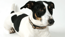 jack russell  Chiens  FORUM Animaux
