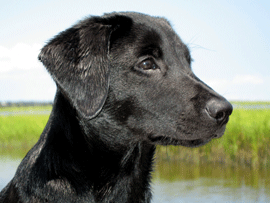 Le Labrador est un chien du groupe 8 - Il aime les terrains humides et l'eau