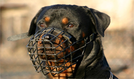 Conseils achat produits et accessoires canins pour chiens et chiots - Acheter une muselière