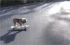 Un chien qui fait du Skate ! en video