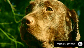 Video de Labrador Retriever  tlcharger  la demande
